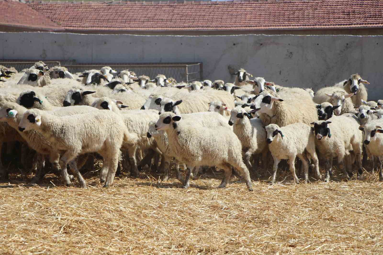 Kuzular anneleriyle buluştu, sevgi yumağı dron kamerasında 9 kuzular anneleriyle bulustu sevgi yumagi dron kamerasinda 5 WjVAPj1s