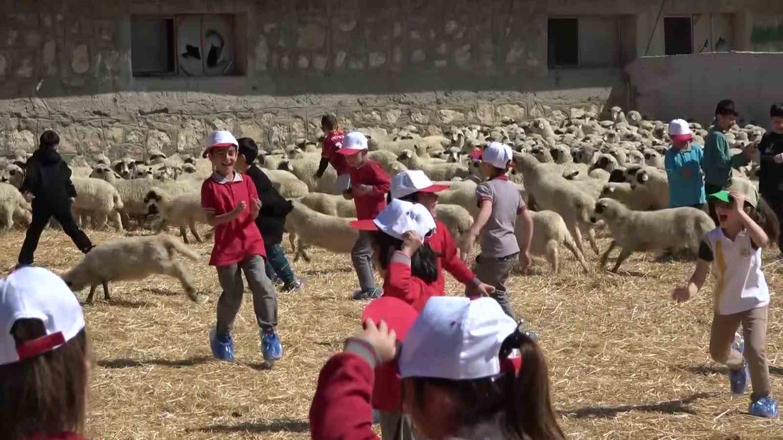 Kuzular anneleriyle buluştu, sevgi yumağı dron kamerasında 10 kuzular anneleriyle bulustu sevgi yumagi dron kamerasinda 6 OaXDfgnL
