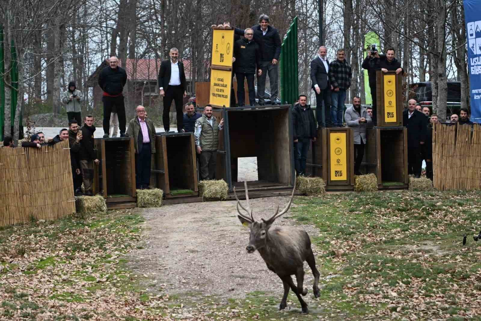 kuzuyaylanin gpsli geyikleri 0 sGRvAEsQ