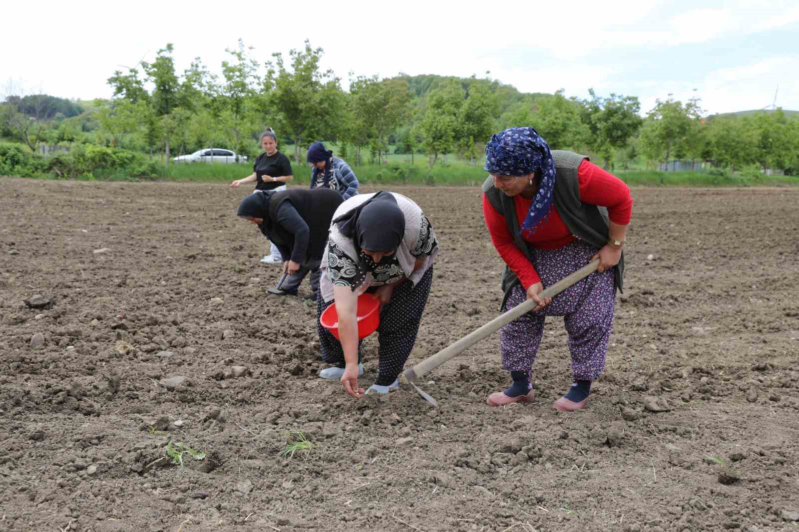 Ladik fasulyesi yeniden toprakla buluştu 7 ladik fasulyesi yeniden toprakla bulustu 3 718ZEl8J