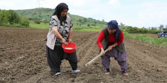 ladik-fasulyesi-yeniden-toprakla-bulustu-ixdZRubu.jpg