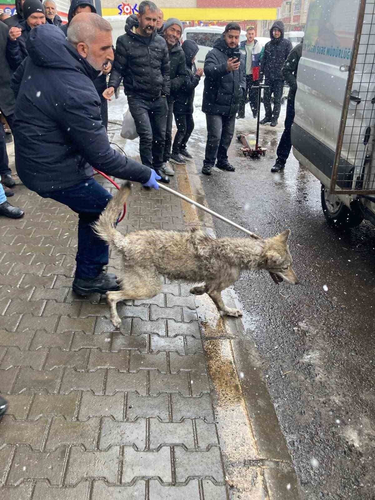 lastikciye giren kurt panige neden oldu 4 b5i5mb78