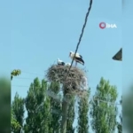 leylek-ailesini-gorunce-cocukluk-anisi-aklina-geldi-annemin-bize-yemek-getirdigi-gunleri-hatirladim-TnQuJPb8.jpg