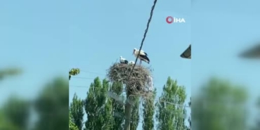 leylek-ailesini-gorunce-cocukluk-anisi-aklina-geldi-annemin-bize-yemek-getirdigi-gunleri-hatirladim-TnQuJPb8.jpg