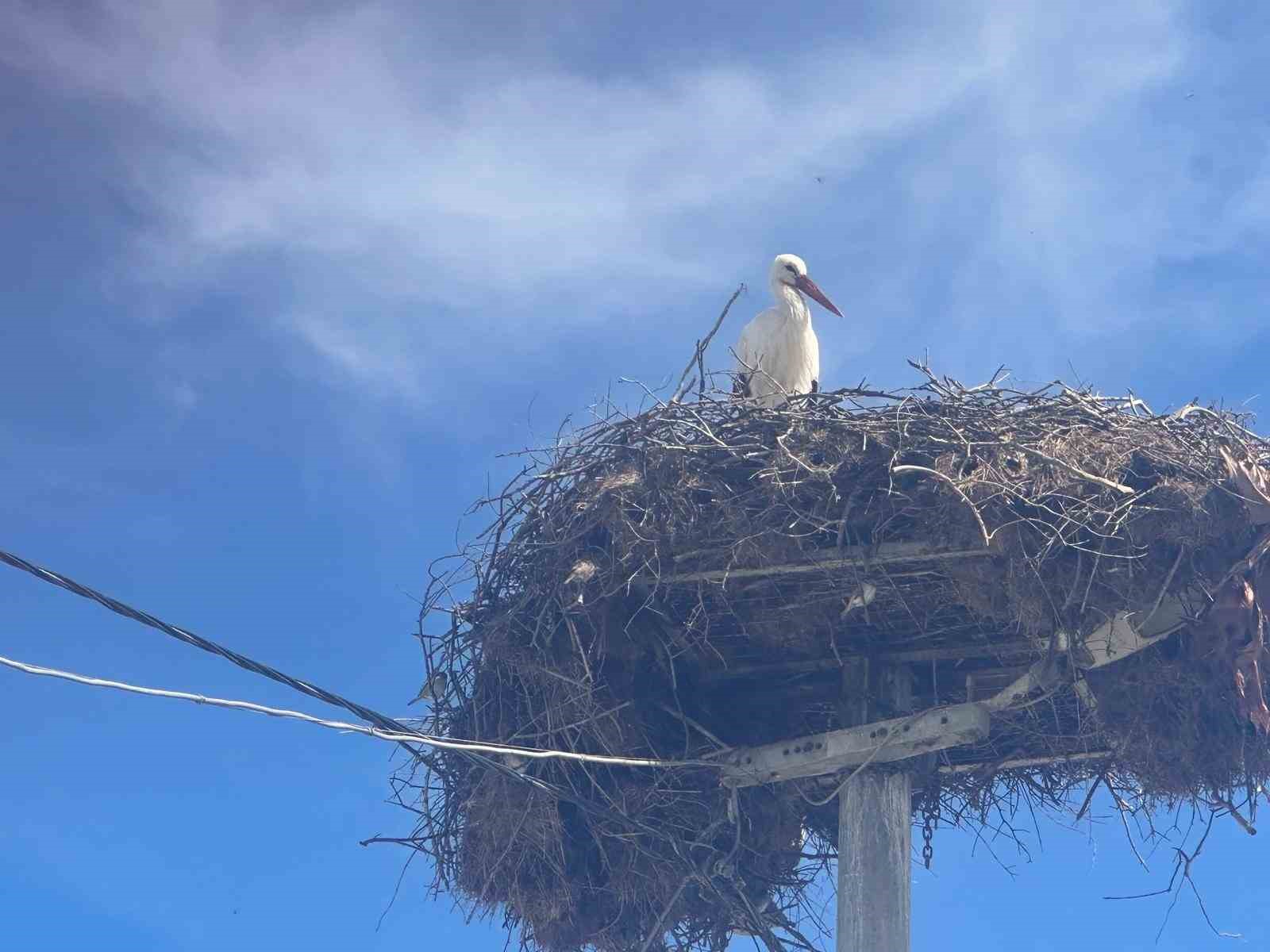 leylek koyunde buyuk sevinc esi geldi herkes yareni bekliyor 1