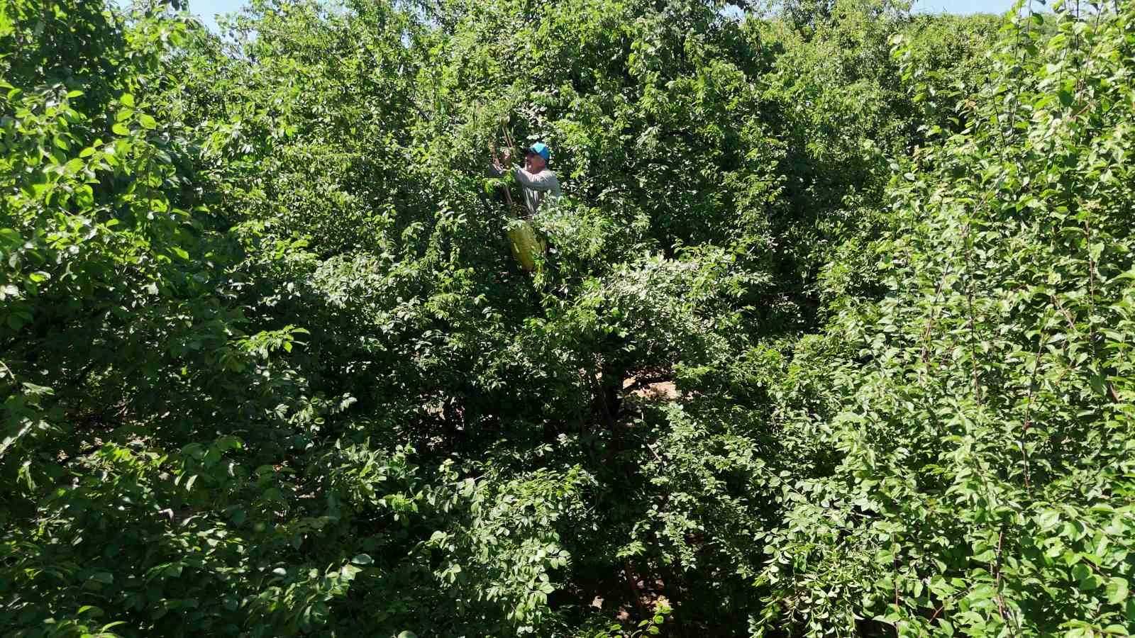 lezzetiyle unlu esme eriginde yuksek rekolte fiyatlari dusurdu 1 lDXkLpUE