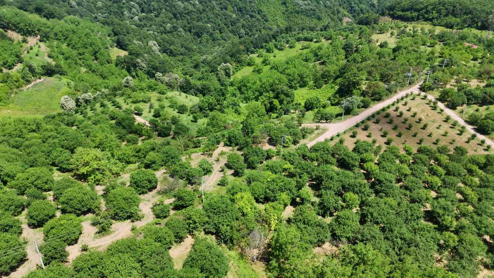 lezzetiyle unlu esme eriginde yuksek rekolte fiyatlari dusurdu 4 k1yuHPwr