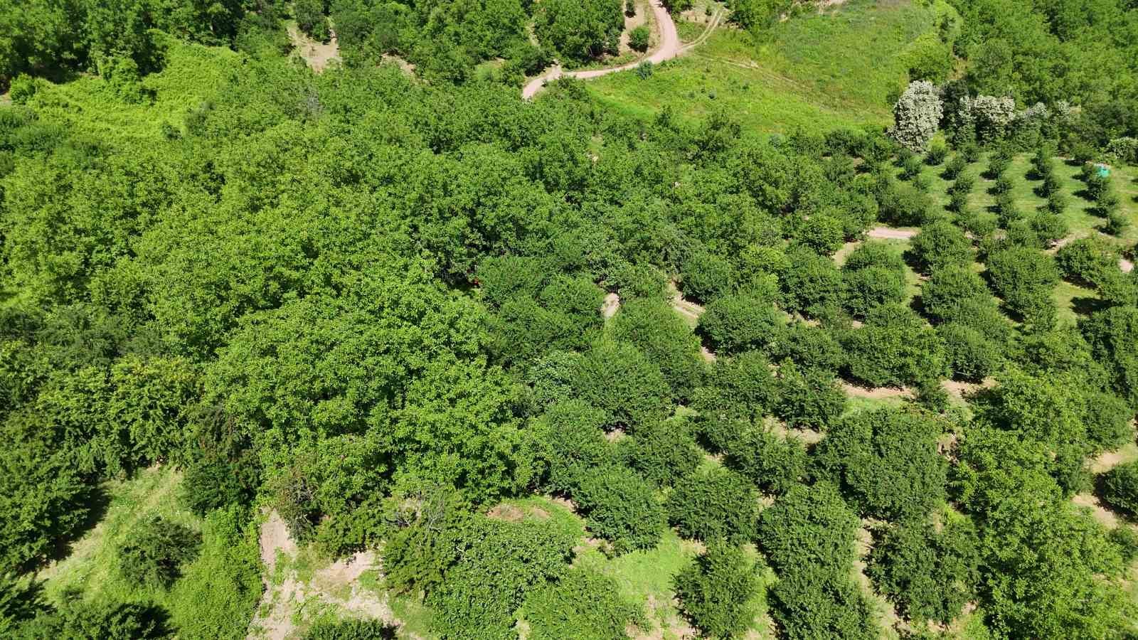 lezzetiyle unlu esme eriginde yuksek rekolte fiyatlari dusurdu 5 U1O45QAk