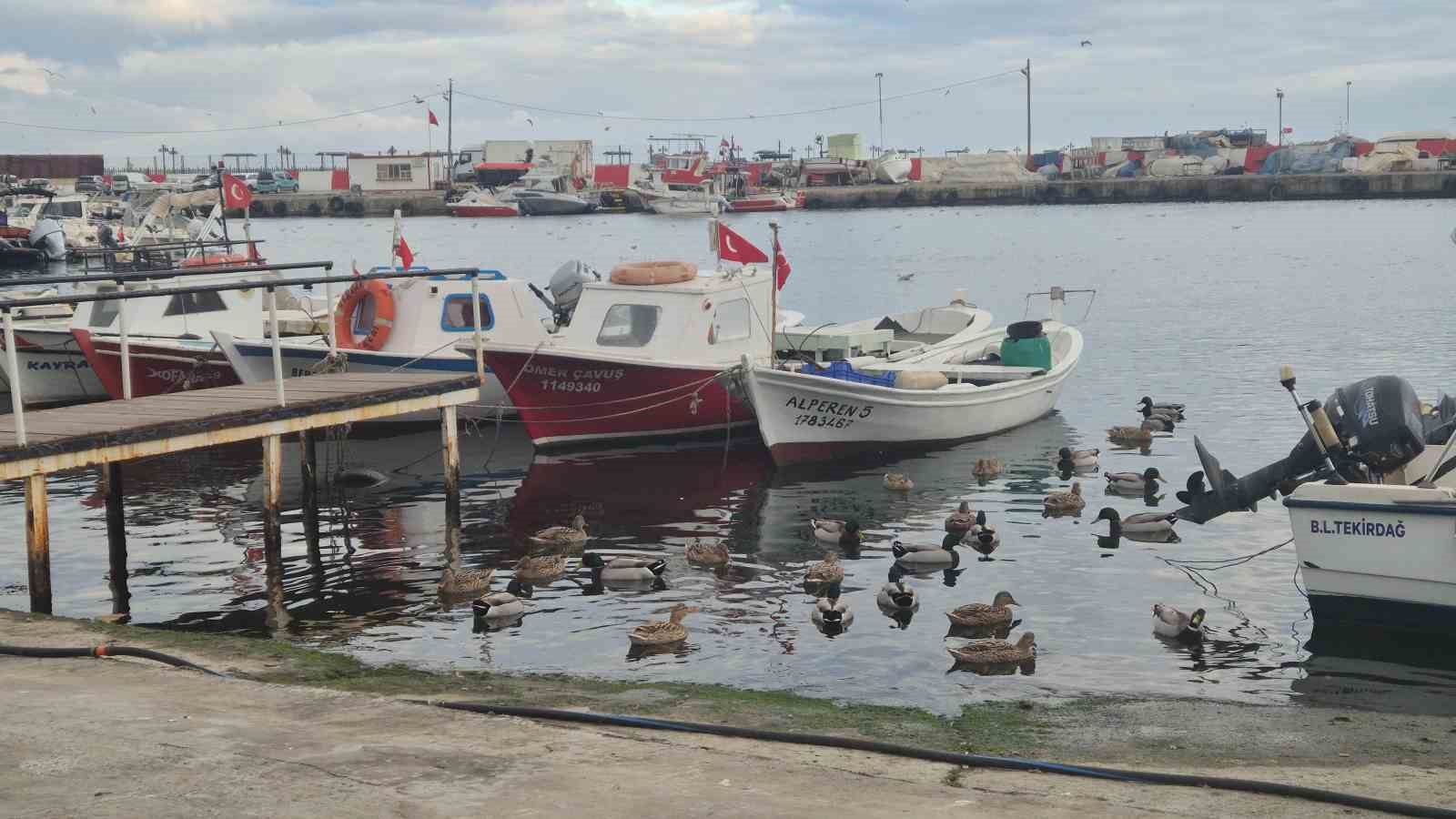 limanin maskotu ordekler 3 BYFV1Y4e