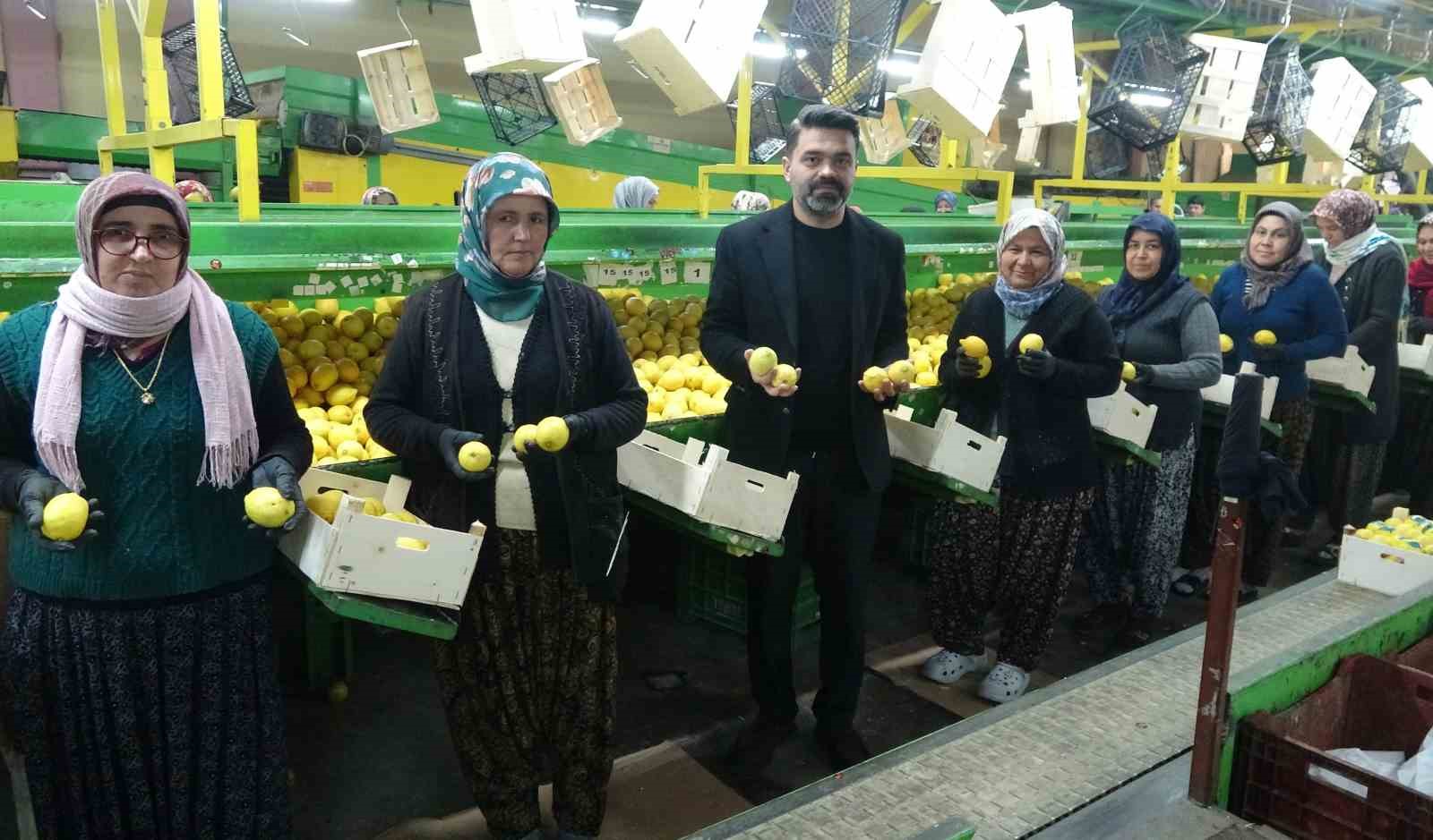 limonda hasat sonu kadinlarin yogun mesaisi suruyor 0 F3fTKEud