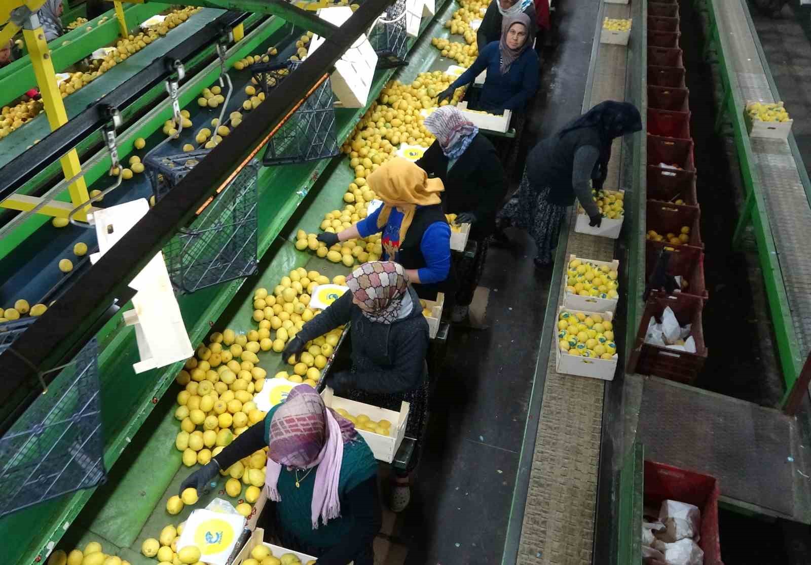 limonda hasat sonu kadinlarin yogun mesaisi suruyor 2 Sg6nMWgT