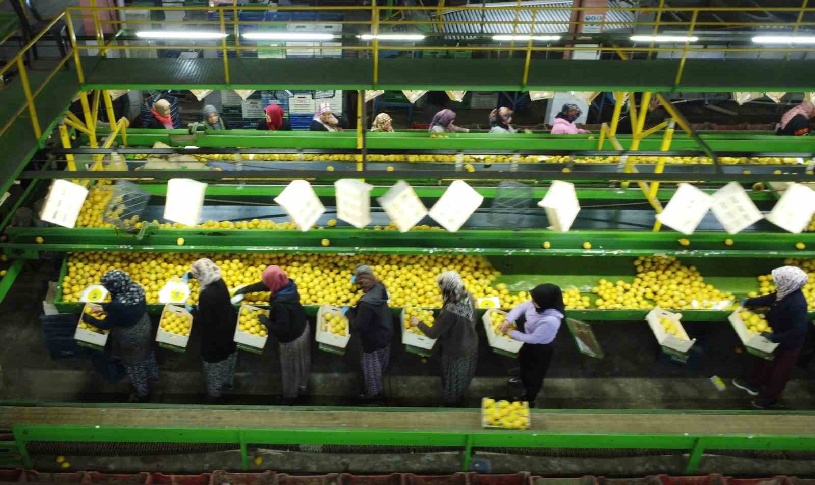 limonda hasat sonu kadinlarin yogun mesaisi suruyor 3 scgFIvv5