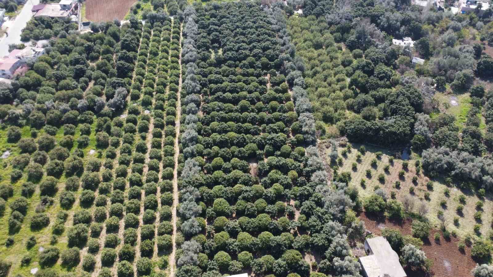 limonda hasat sonu kadinlarin yogun mesaisi suruyor 4 wIFYMUKv