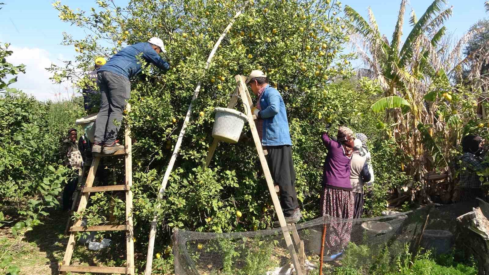 limonda hasat sonu kadinlarin yogun mesaisi suruyor 5 5j6jMN5C
