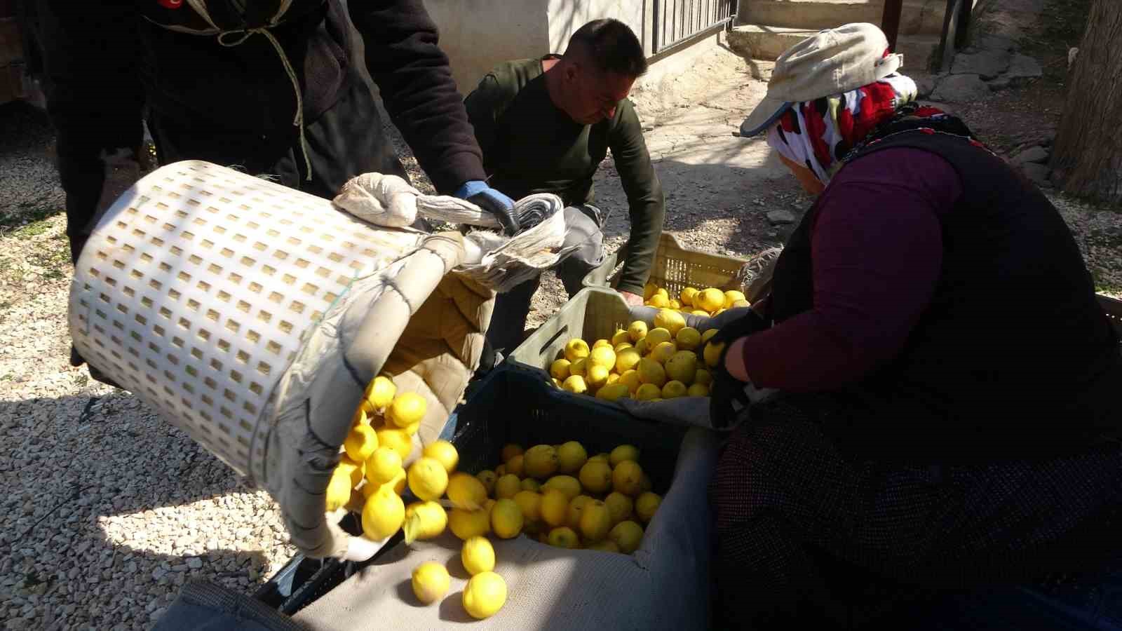 limonda hasat sonu kadinlarin yogun mesaisi suruyor 6 rmWJsQJv