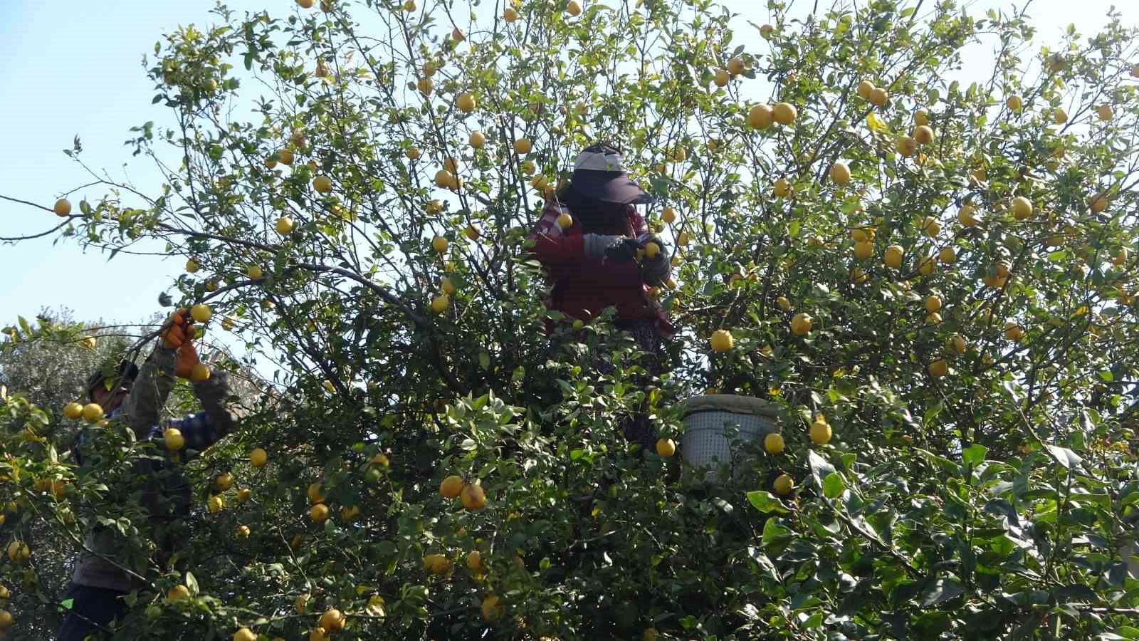 limonda hasat sonu kadinlarin yogun mesaisi suruyor 7 Tz7pPYls