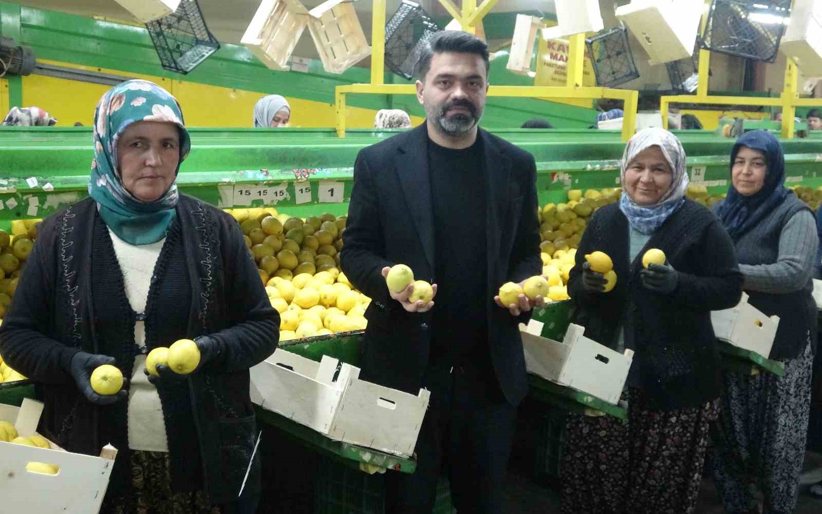 limonda hasat sonu kadinlarin yogun mesaisi suruyor 8 TyM2bAVk