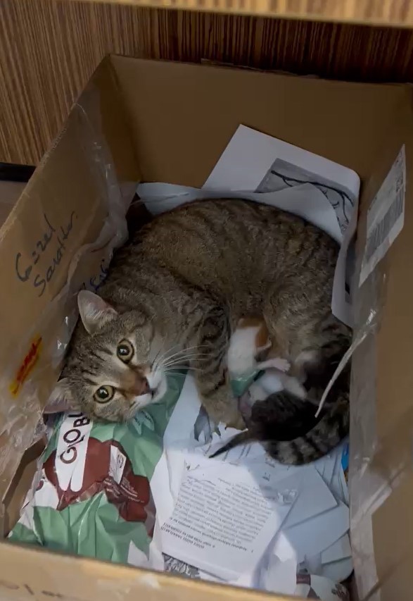 lisenin maskot kedisi yavrularini okula emanet etti 2 L8pF8fpA