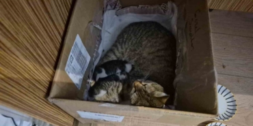 lisenin-maskot-kedisi-yavrularini-okula-emanet-etti-EhOqt3VN.jpg