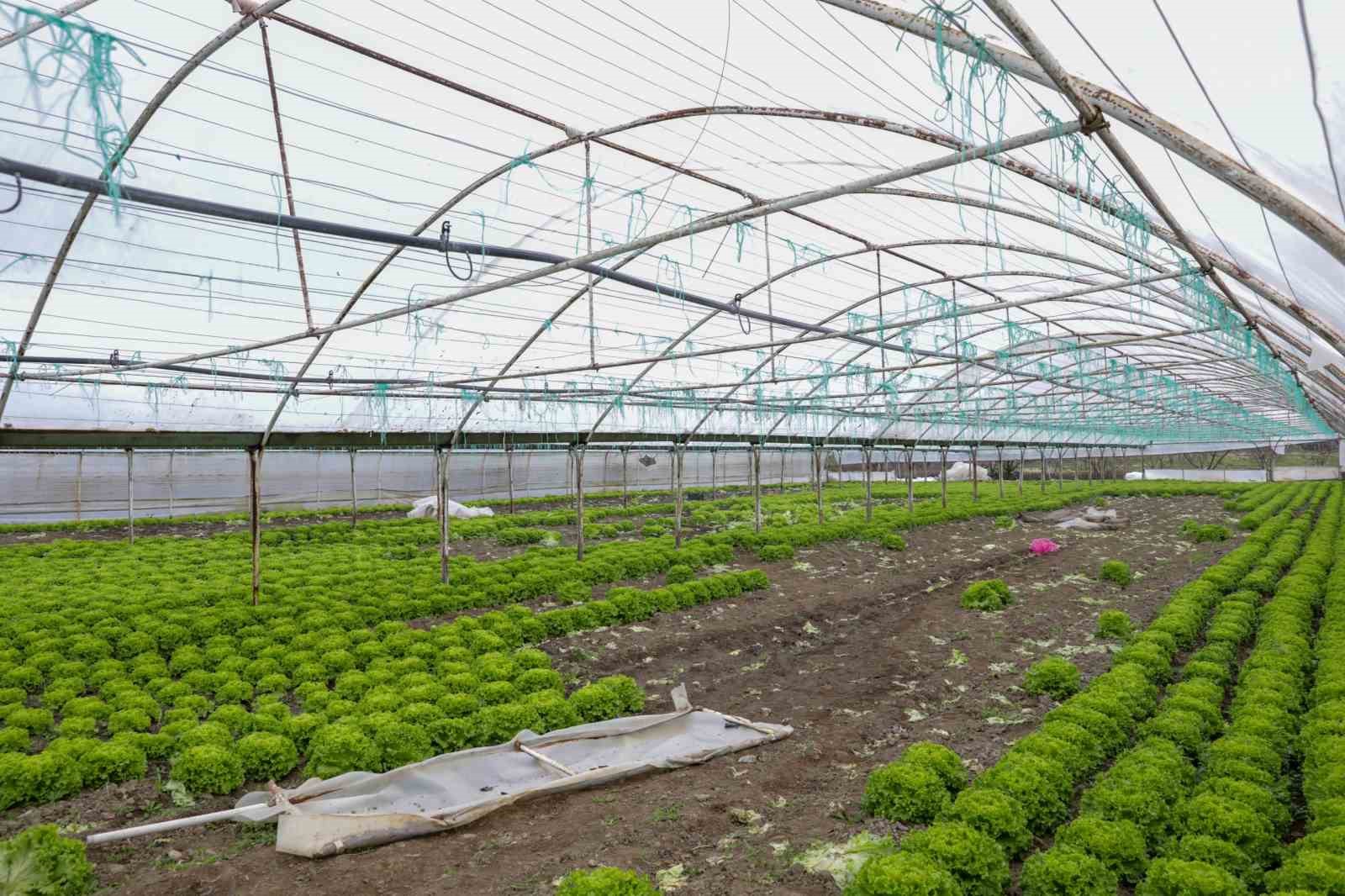 lodostan zarar goren seralara buyuksehir destegi 2 5RqUPg19