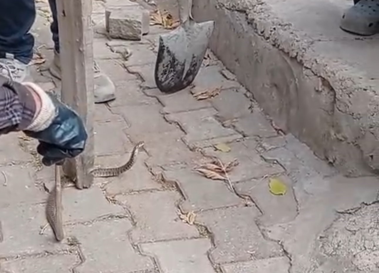 mahallelinin korkulu ruyasi olan yilan 3 gunluk nobet sonrasi yakalandi 1 LRGc6nI5