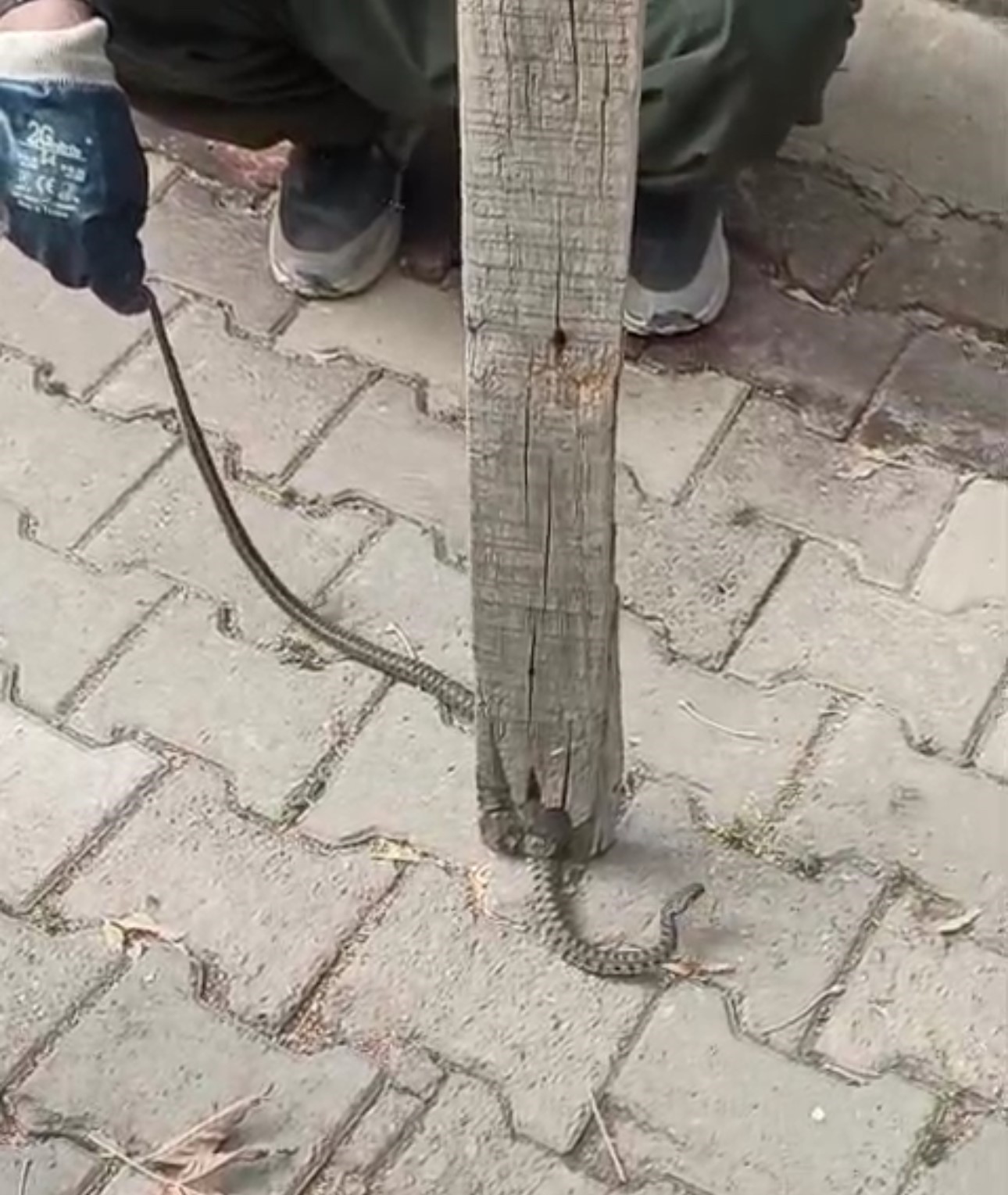 mahallelinin korkulu ruyasi olan yilan 3 gunluk nobet sonrasi yakalandi 2 tVuC1Y4u