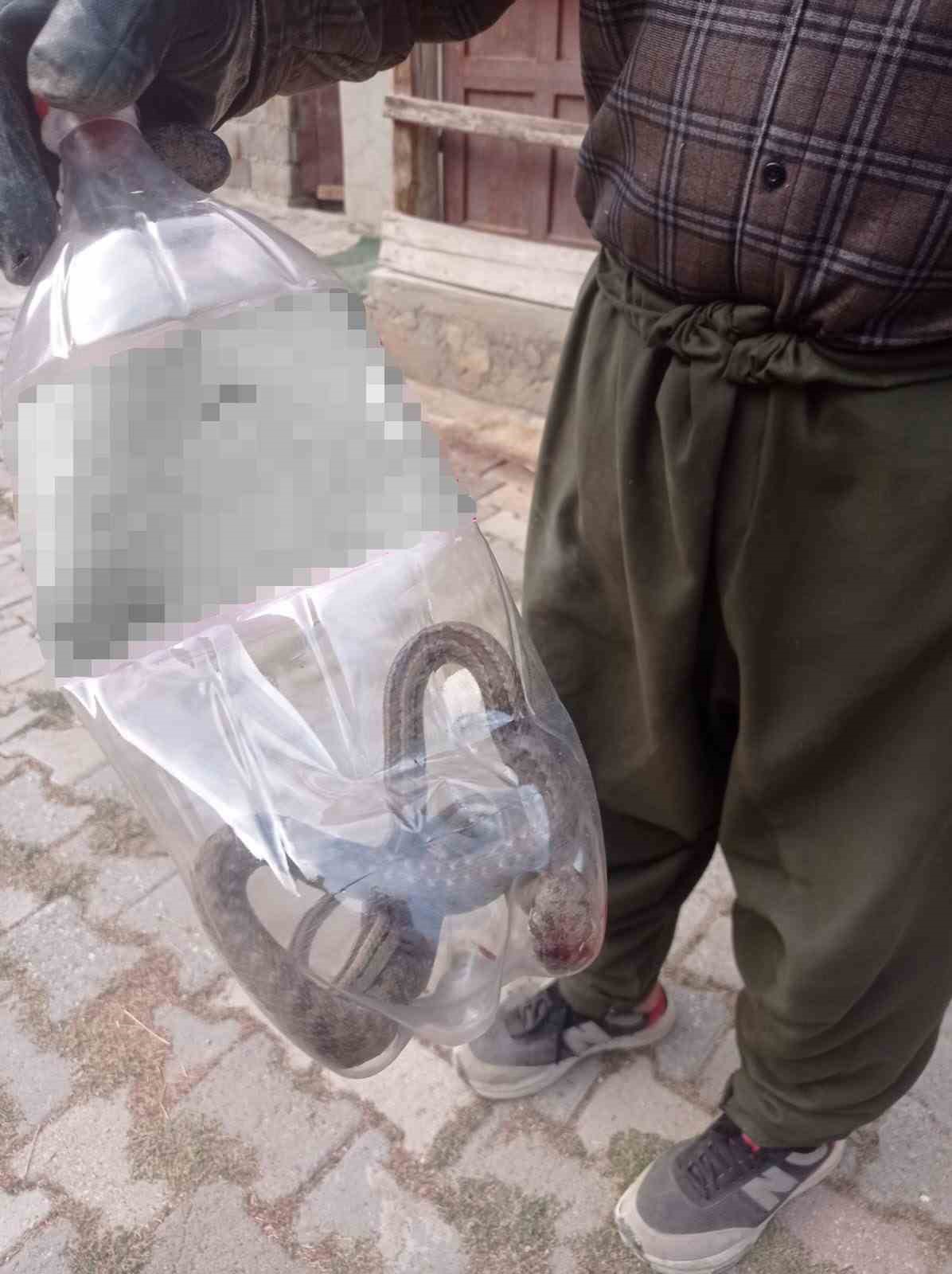 mahallelinin korkulu ruyasi olan yilan 3 gunluk nobet sonrasi yakalandi 3 E8i1eqjL