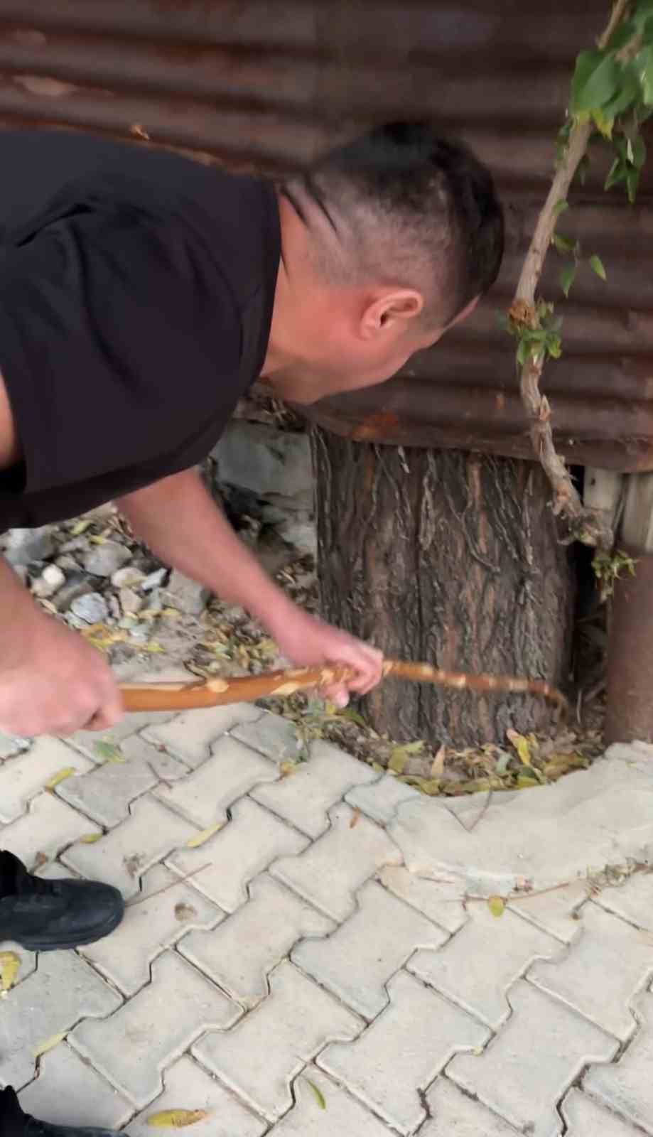 mahallelinin korkulu ruyasi olan yilan 3 gunluk nobet sonrasi yakalandi 6 I2gnMQUN