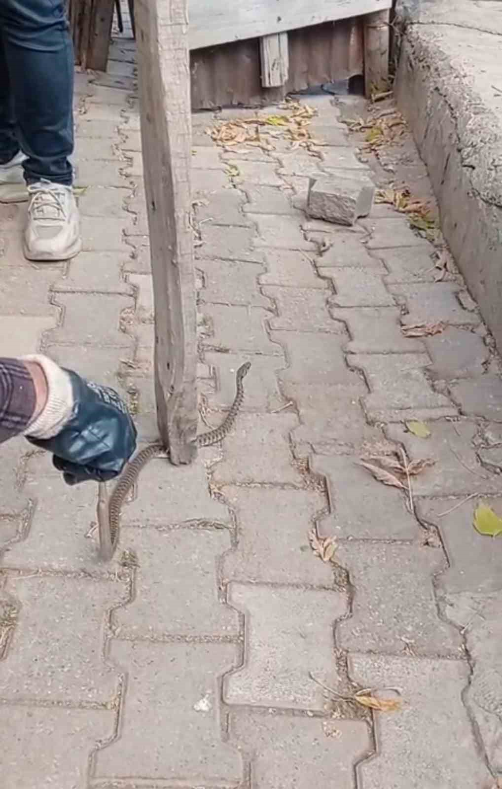mahallelinin korkulu ruyasi olan yilan 3 gunluk nobet sonrasi yakalandi 9 F1qtBqUh