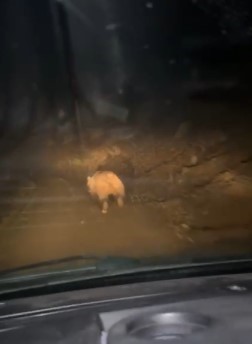 mahalleliyi canindan bezdiren ayinin evinin onunde yattigini gorunce kamyoneti ile pesine dustu 3 Rgjm3Jsc
