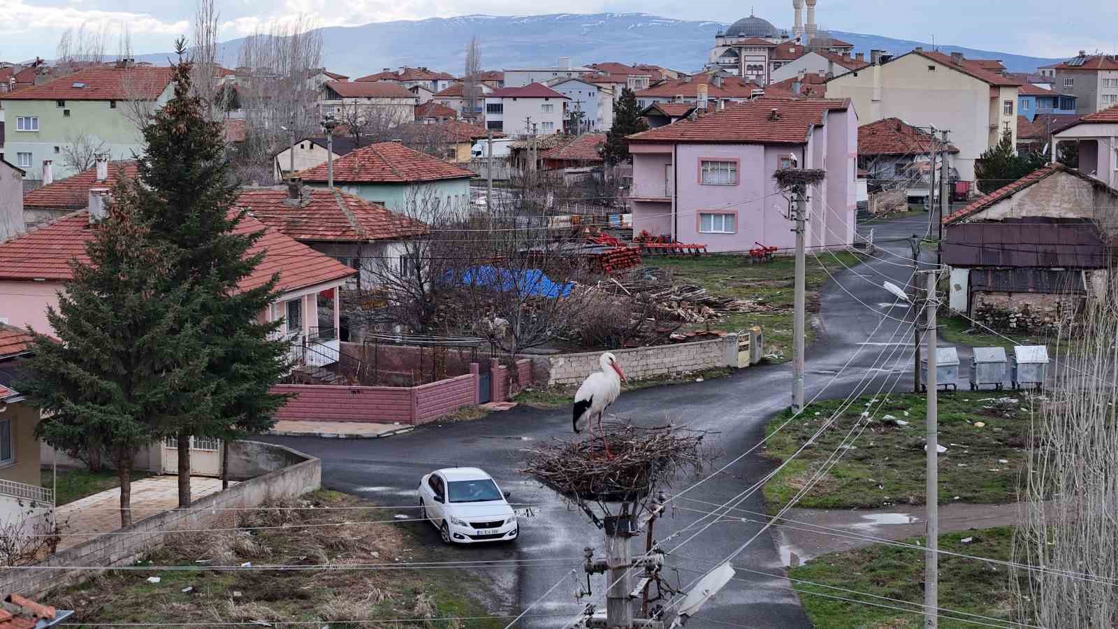 mahallenin maskotu oldular baharla birlikte yuvalarina donduler 1 OSHdIU9a