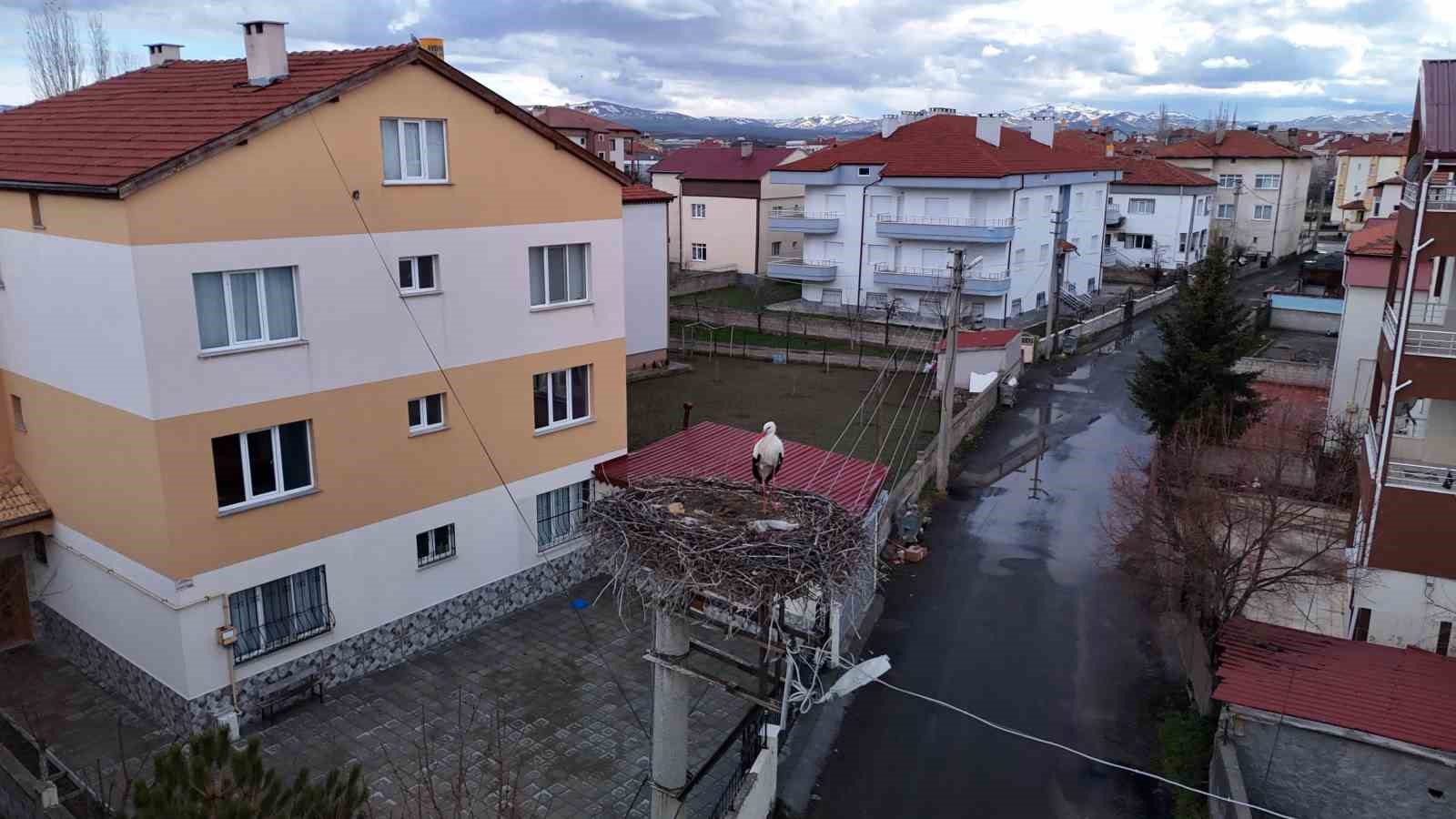 mahallenin maskotu oldular baharla birlikte yuvalarina donduler 2