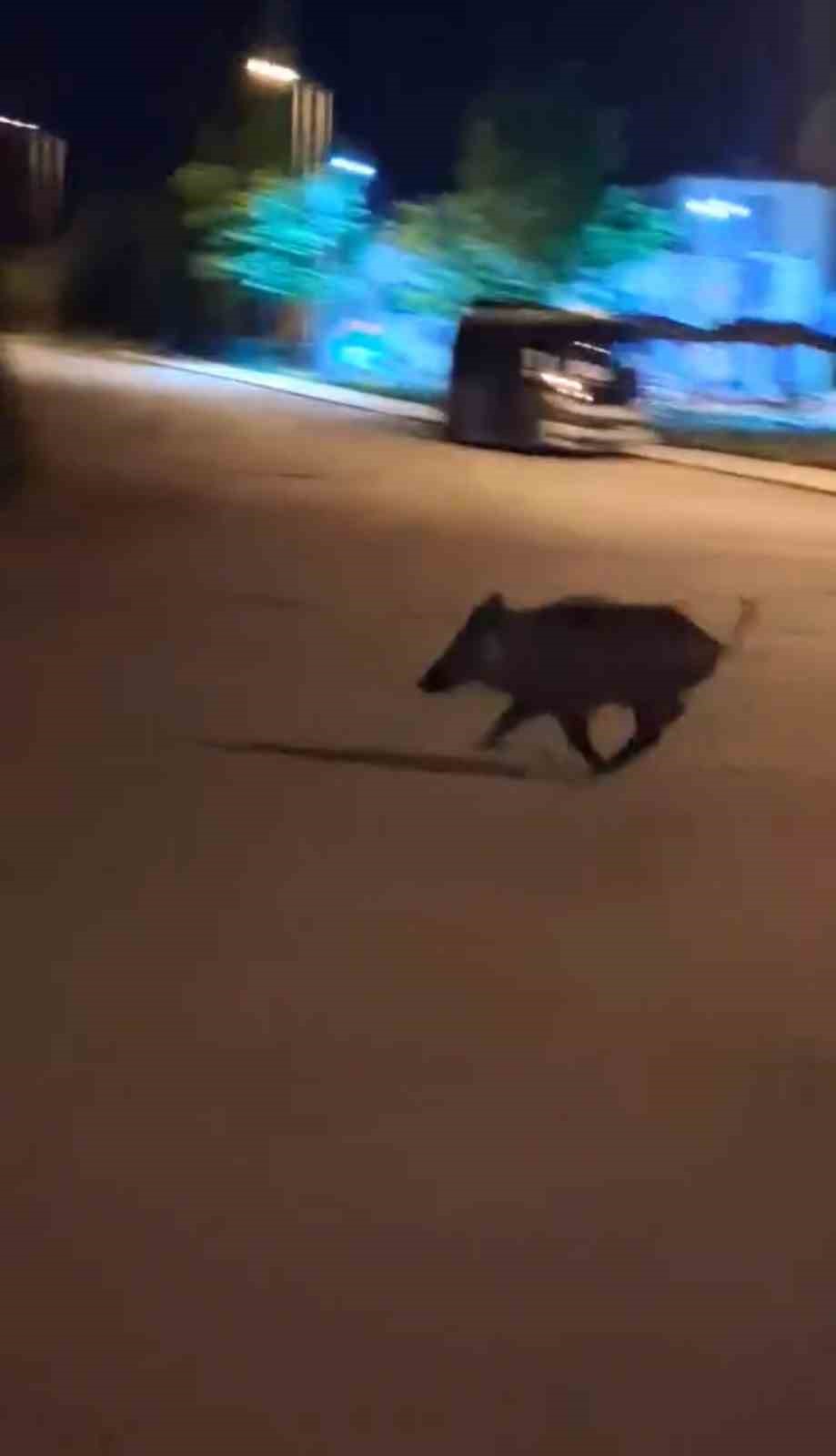 mahalleye inen domuzlari boyle kovaladi 1 JBQ7KeHs