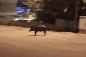 Yağmur suyu borusuna sıkışan yavru kedi uzun uğraşlar sonrasında kurtarıldı 3 thumbnail