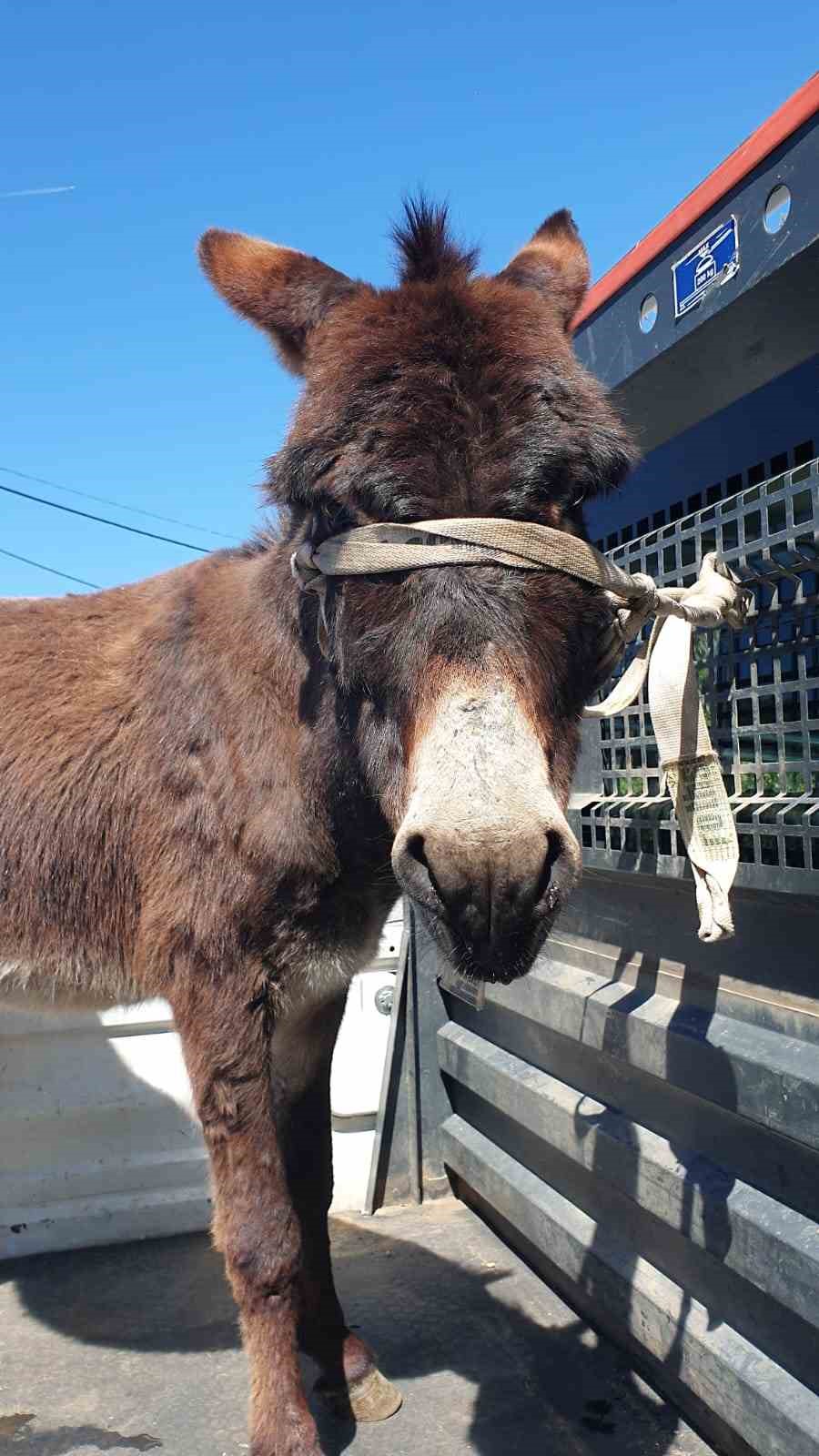 Mahalleye inen eşek ortalığı birbirine kattı 8 mahalleye inen esek ortaligi birbirine katti 4 gZK8RJLT