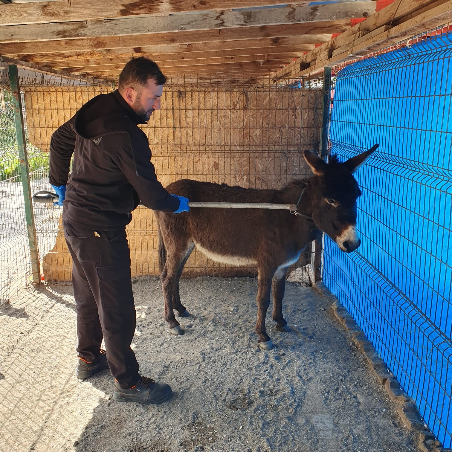 Mahalleye inen eşek ortalığı birbirine kattı 9 mahalleye inen esek ortaligi birbirine katti 5 MmOE13p3
