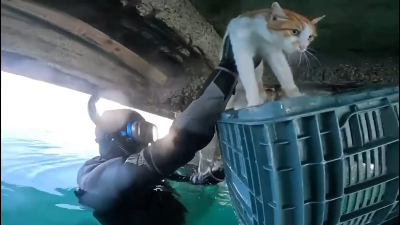 mahsur kalan kedi icin sahil guvenlik seferber oldu 1