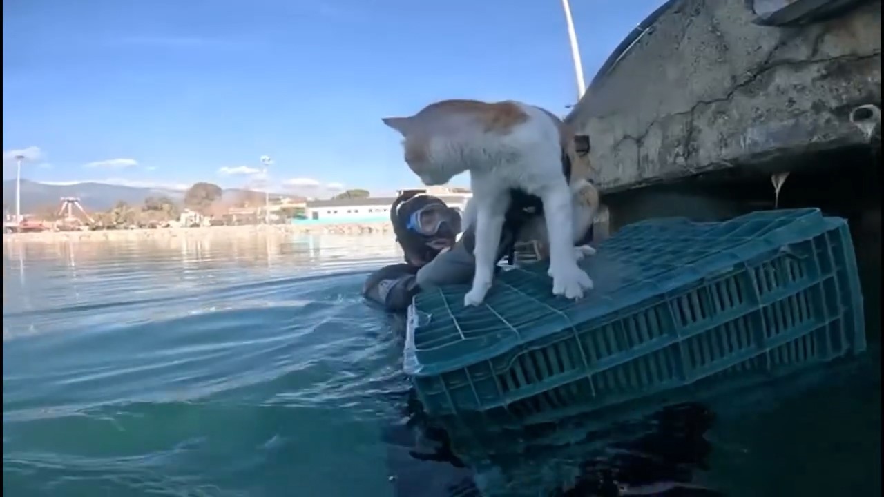 mahsur kalan kedi icin sahil guvenlik seferber oldu 2 tZwi4PLp