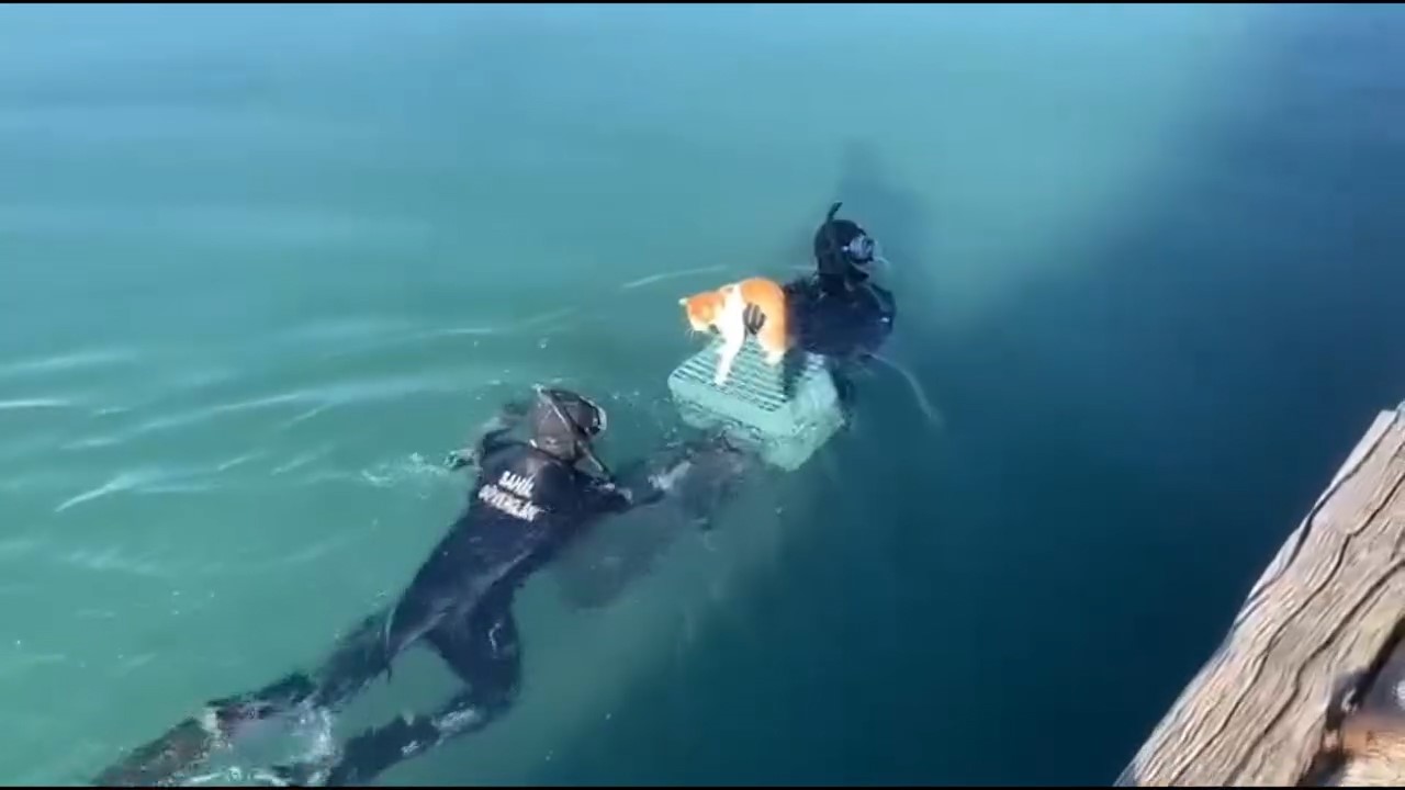 mahsur kalan kedi icin sahil guvenlik seferber oldu 3