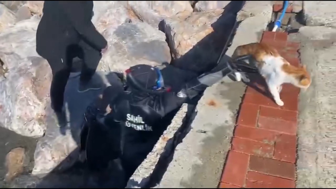 mahsur kalan kedi icin sahil guvenlik seferber oldu 4 n2GdZOFT