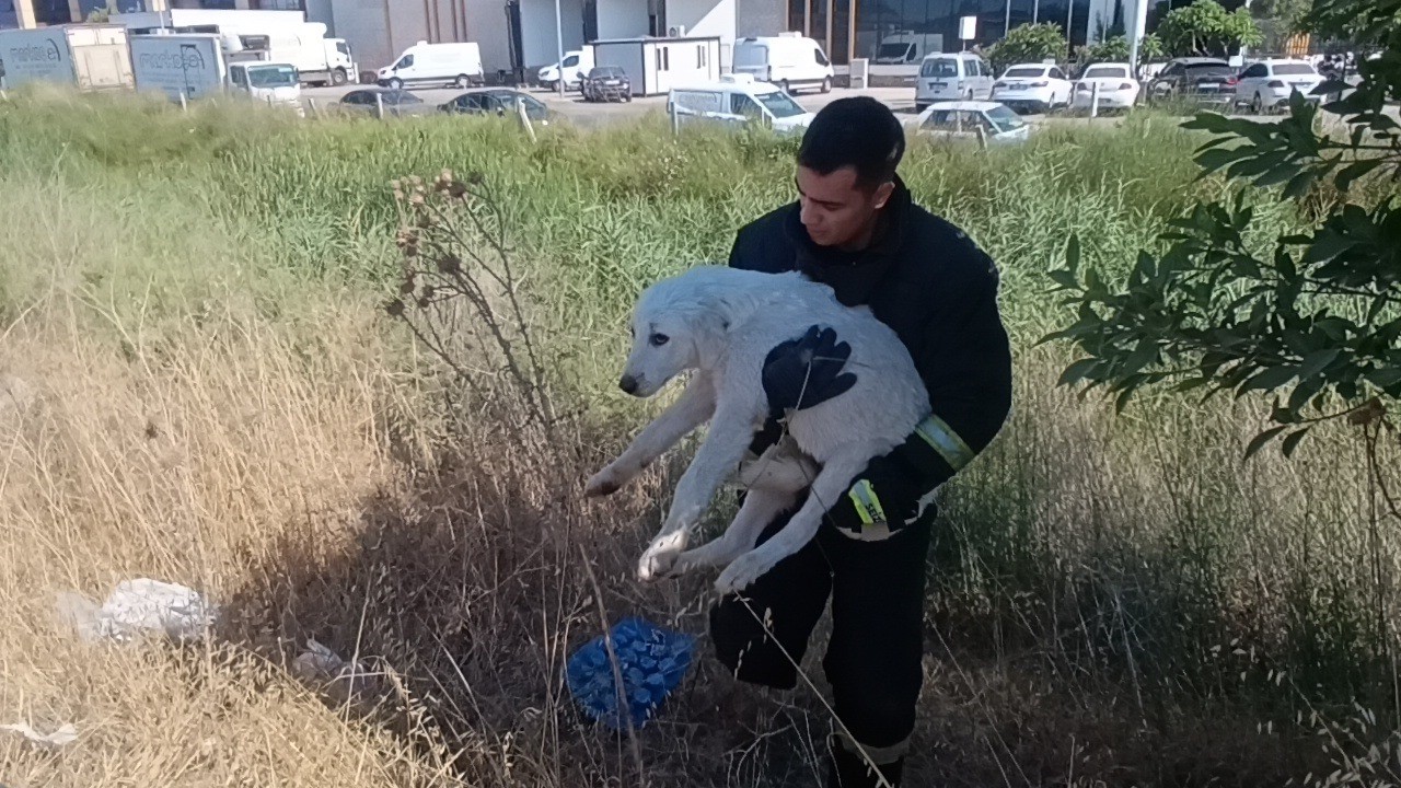 Mahsur kalan köpeğin sesini sadece o duydu, kurtarıldığında gözyaşlarına boğuldu 5 mahsur kalan kopegin sesini sadece o duydu kurtarildiginda gozyaslarina boguldu 1 4DO45qZ3