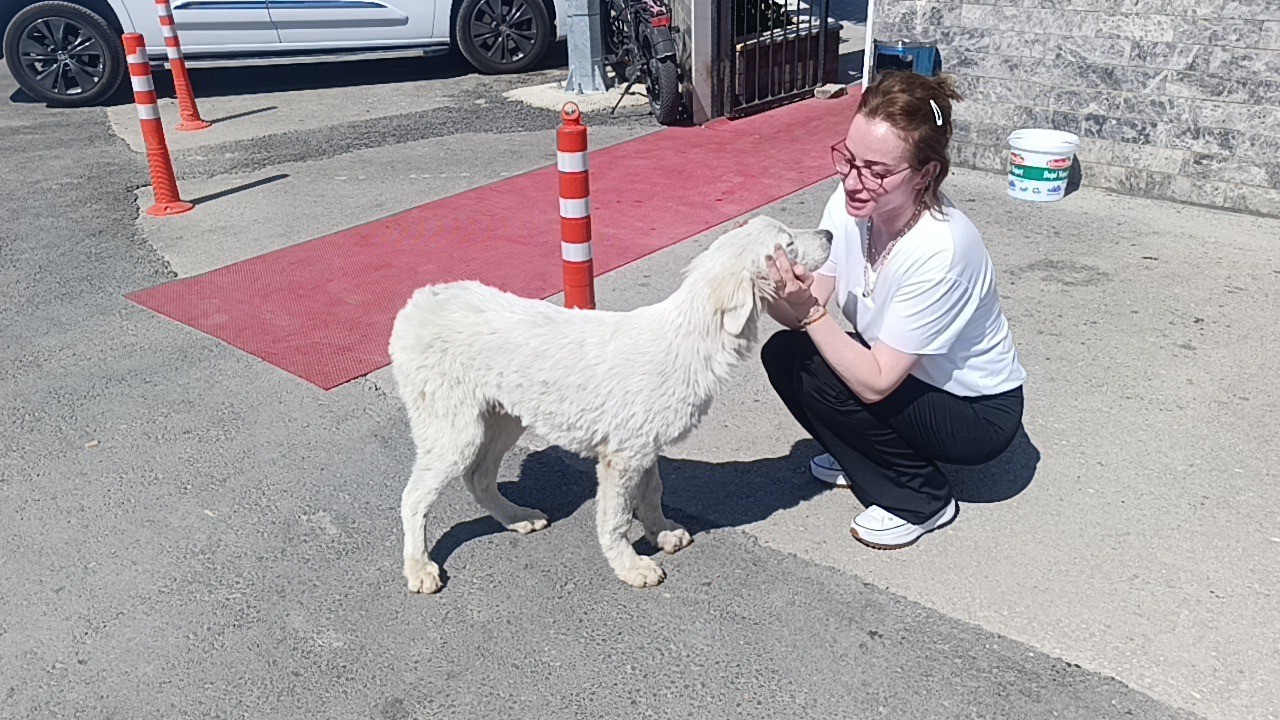 Mahsur kalan köpeğin sesini sadece o duydu, kurtarıldığında gözyaşlarına boğuldu 6 mahsur kalan kopegin sesini sadece o duydu kurtarildiginda gozyaslarina boguldu 2 5HIEj9VZ