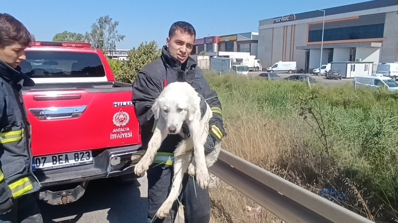 Mahsur kalan köpeğin sesini sadece o duydu, kurtarıldığında gözyaşlarına boğuldu 8 mahsur kalan kopegin sesini sadece o duydu kurtarildiginda gozyaslarina boguldu 4 ghUX86E5
