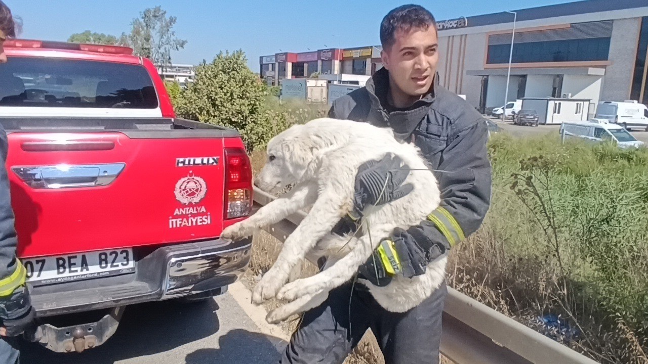 Mahsur kalan köpeğin sesini sadece o duydu, kurtarıldığında gözyaşlarına boğuldu 9 mahsur kalan kopegin sesini sadece o duydu kurtarildiginda gozyaslarina boguldu 5 HRX5jMQf