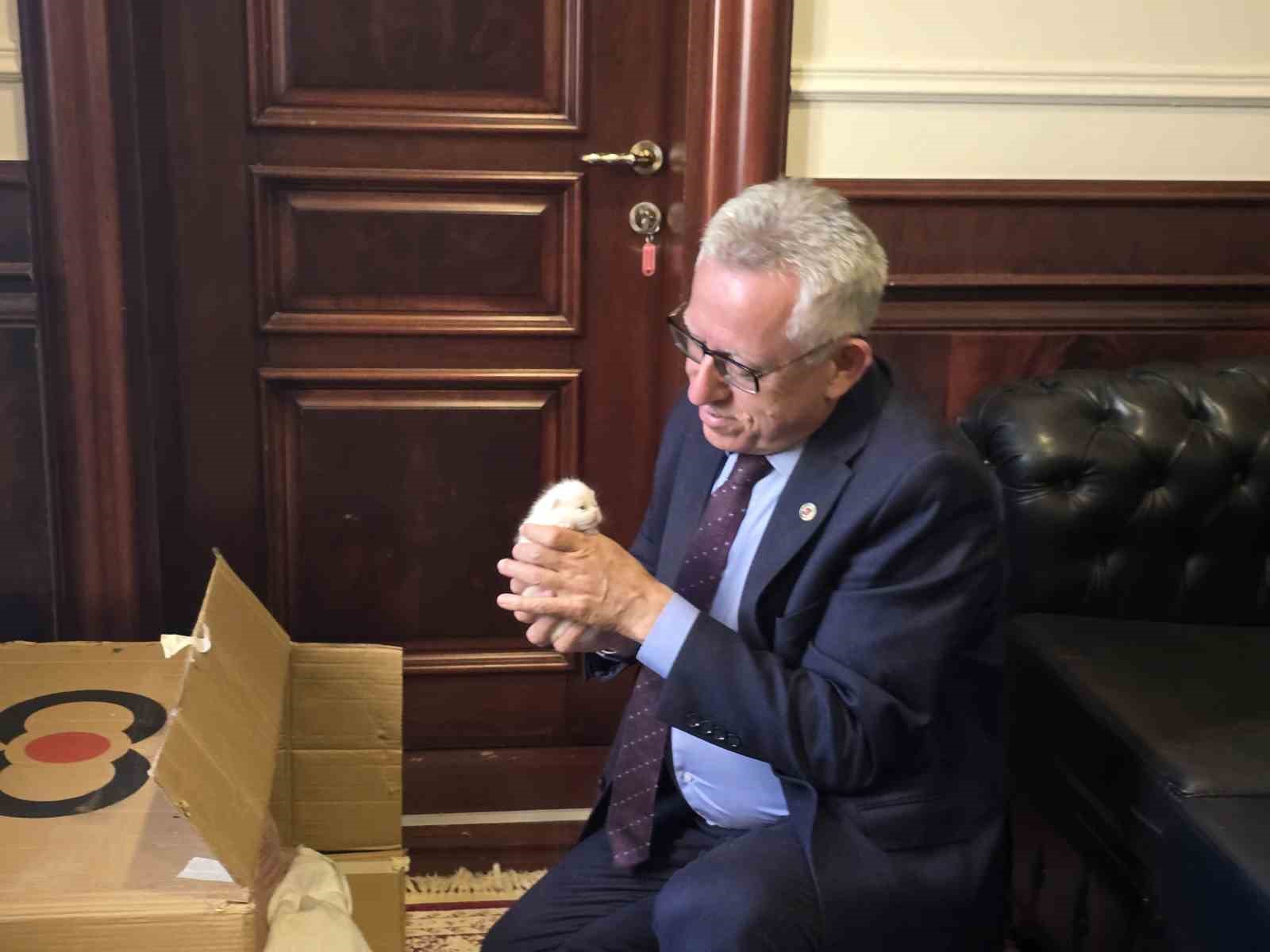 makaminda kedi besleyen baskan arslan hayvan dostu projeleriyle de ornek oluyor 1 wcKAwgOi