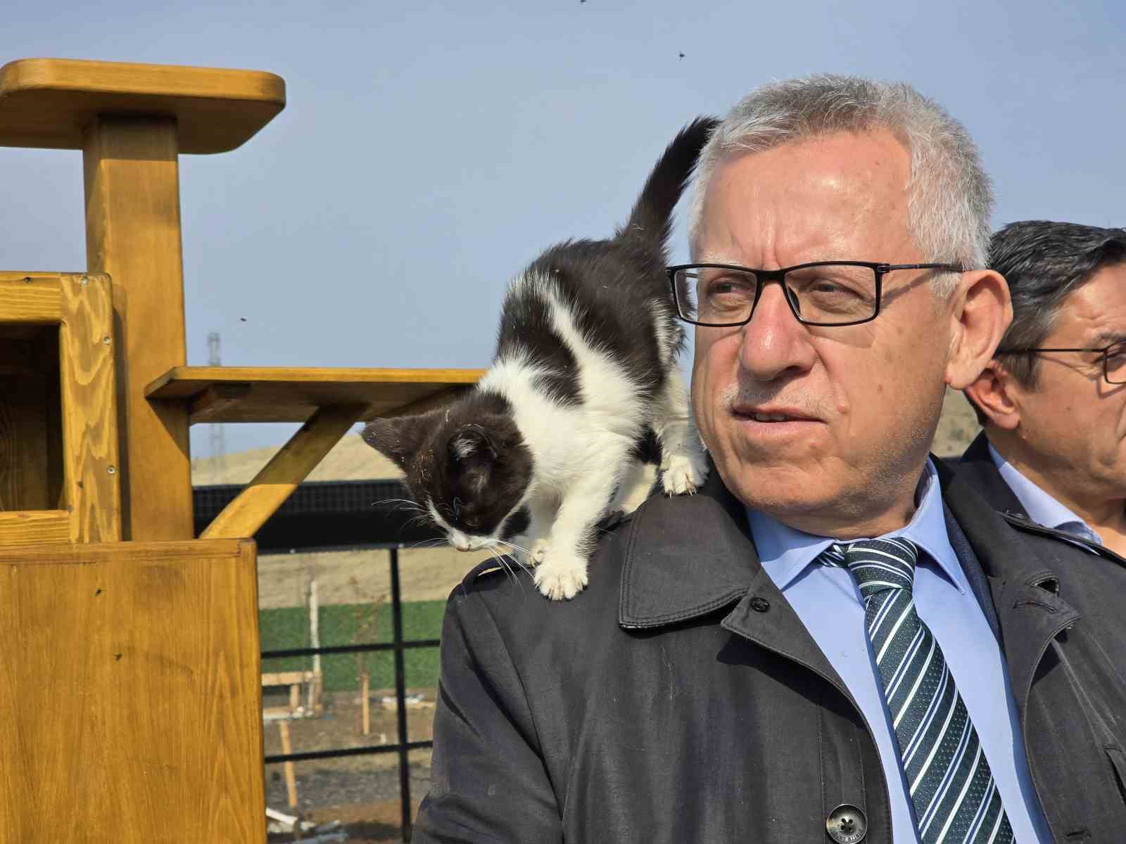 makaminda kedi besleyen baskan arslan hayvan dostu projeleriyle de ornek oluyor 2 FD8ZbA1E