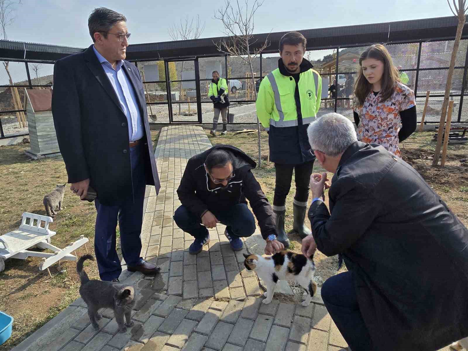 makaminda kedi besleyen baskan arslan hayvan dostu projeleriyle de ornek oluyor 5 cvTRpUB3