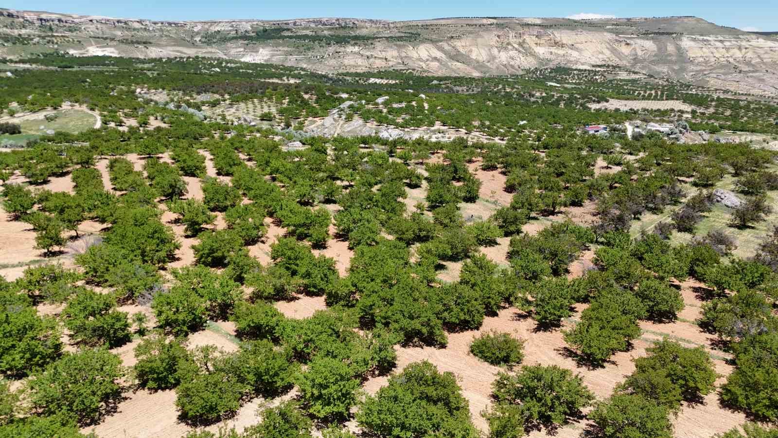 malatya kayisisi yeniden dunya pazarina hazirlaniyor 1 bmnfmMSL