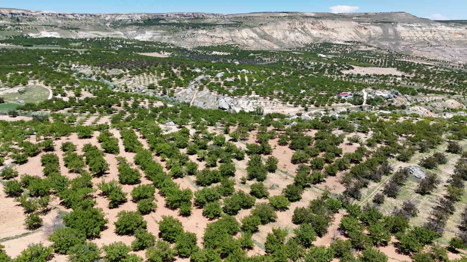 malatya kayisisi yeniden dunya pazarina hazirlaniyor 2 1p6nYE33