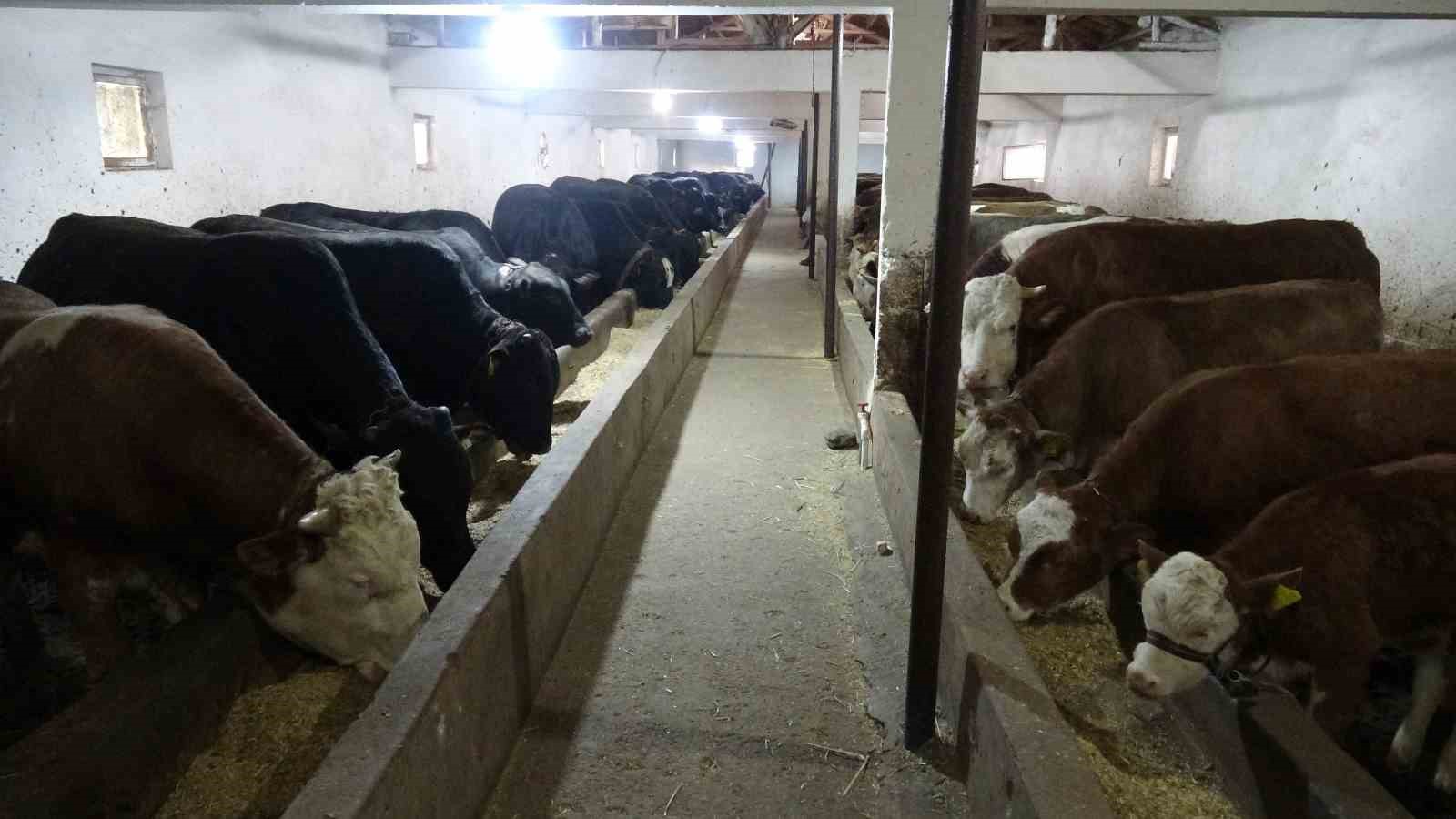 malatya kirmizi et uretiminde turkiyenin lokomotif illerinden biri 2 VV2KdmWa